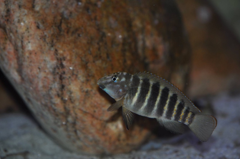 Eretmodus marksmithi 'Burundi'